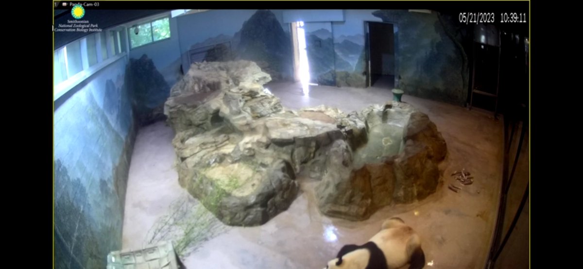 AdeleneBeh's tweet photo. @NationalZoo Dear Smithsonian National Zoo, kindly replenish foods for panda Tian Tian asap https://t.co/Ab4tovdQ3U