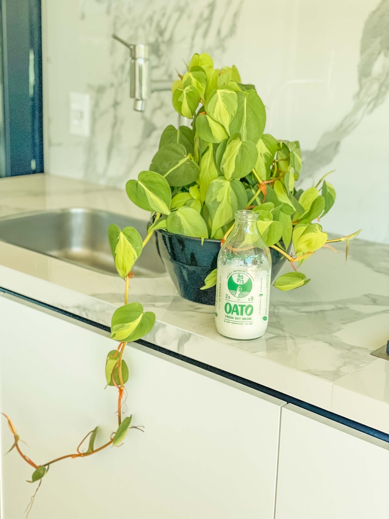 oatofresh's tweet image. Embrace the Oat-side: Sipping on creamy dreams 🌾🥛

oato.co.uk

#oato #oatofresh #oatmilk #oatomilk #oatmilkdelivery #vegan #plantbased #healthy #cleaneating #oats #dairyfree #vegansofig