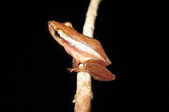 Molecular phylogeography of the South American treefrog Scinax squalirostris (Hylidae). Abre-Jardim et al. (2023, doi.org/10.1111/jbi.14…). amphibiansoftheworld.amnh.org/Amphibia/Anura…