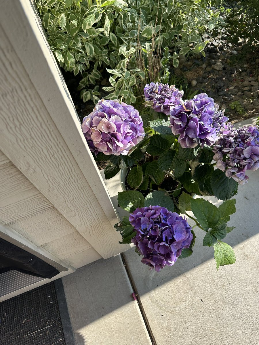 Proof of a VERY dramatic hydrangea being just fine after a drink. 😘😜