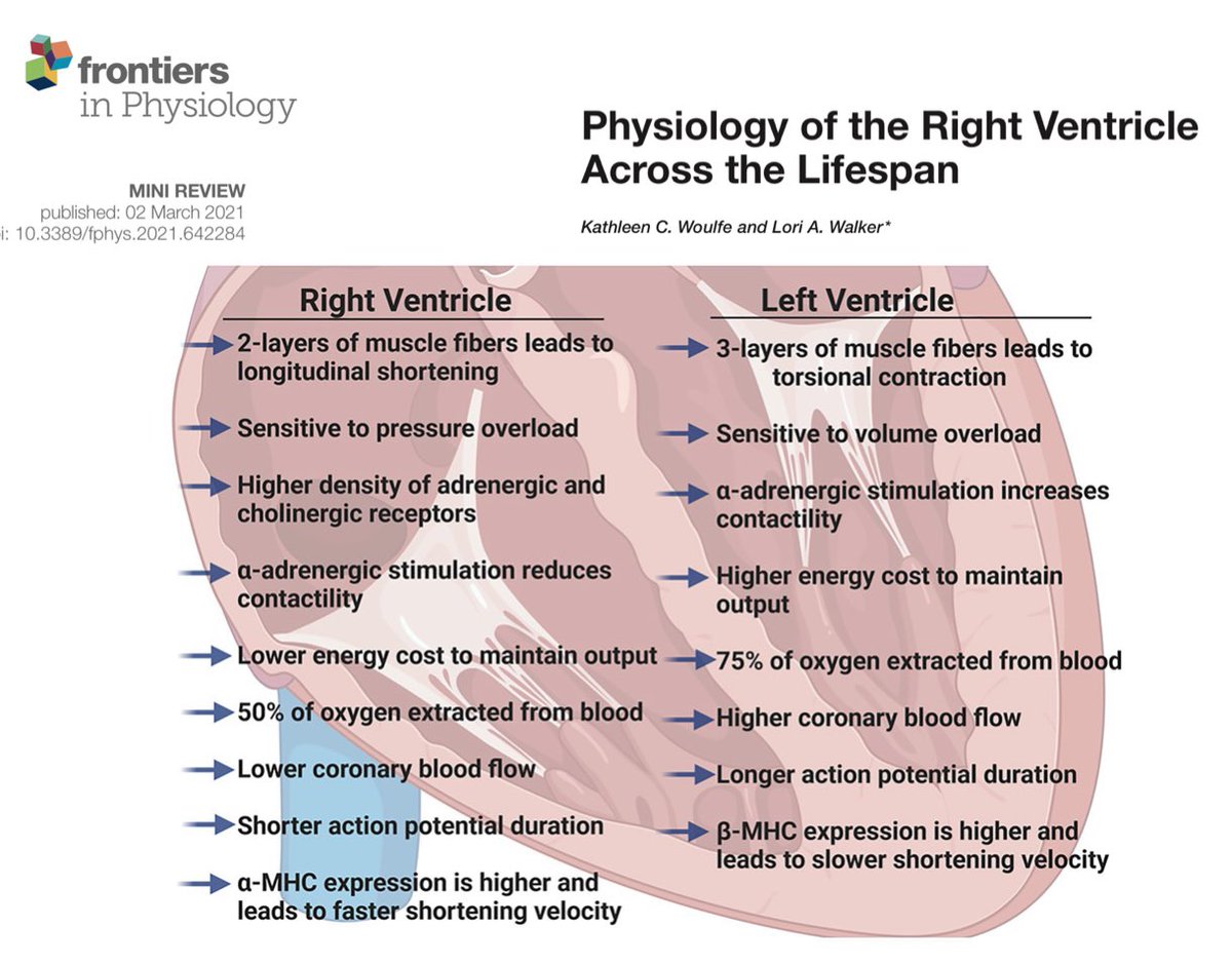 FOAMecmo's tweet image. 🫁 🫀RV failure &amp;amp; use of oxy-right ventricular assist device #RVAD. RV compliant, adaptive heart chamber,  not able to adapt to increase in afterload.
🐊 #ThePeoplesVentricle #SEECMO2023 @AkramMZaaqoq 

PS read on @asaiojournal experience with peripheral 2 cannula V-PA #ECMO vs
