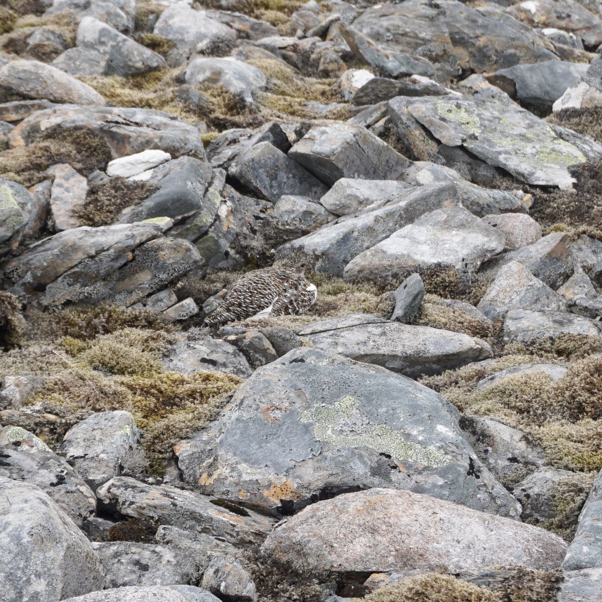 Scotch on the Rocks Guiding - Sandy Paterson tweet media