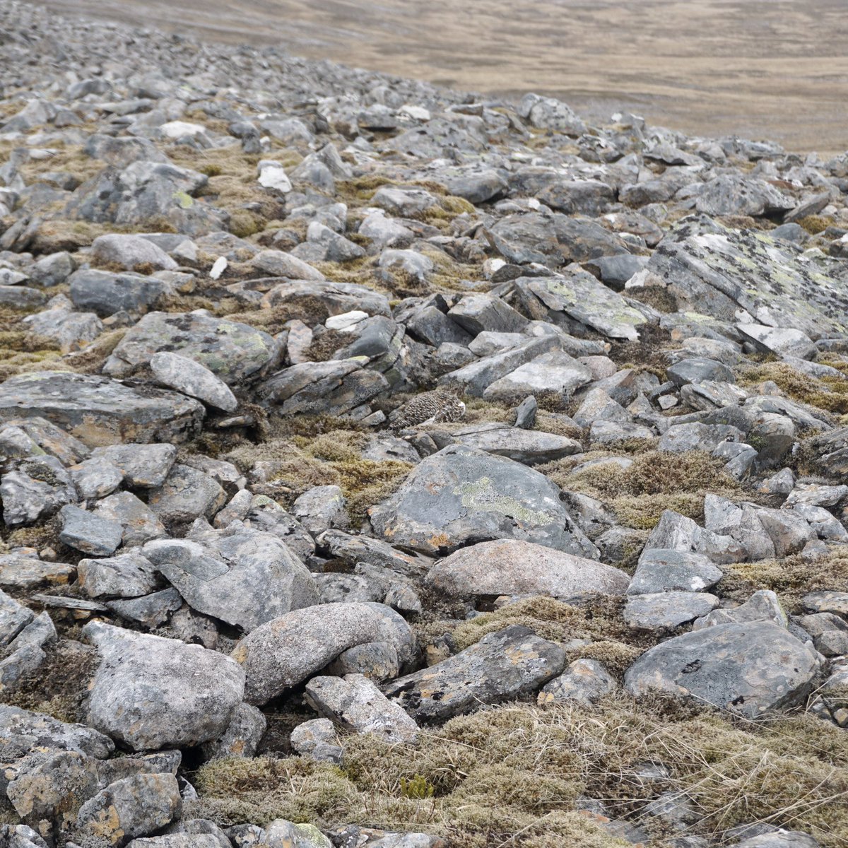 Scotch on the Rocks Guiding - Sandy Paterson tweet media
