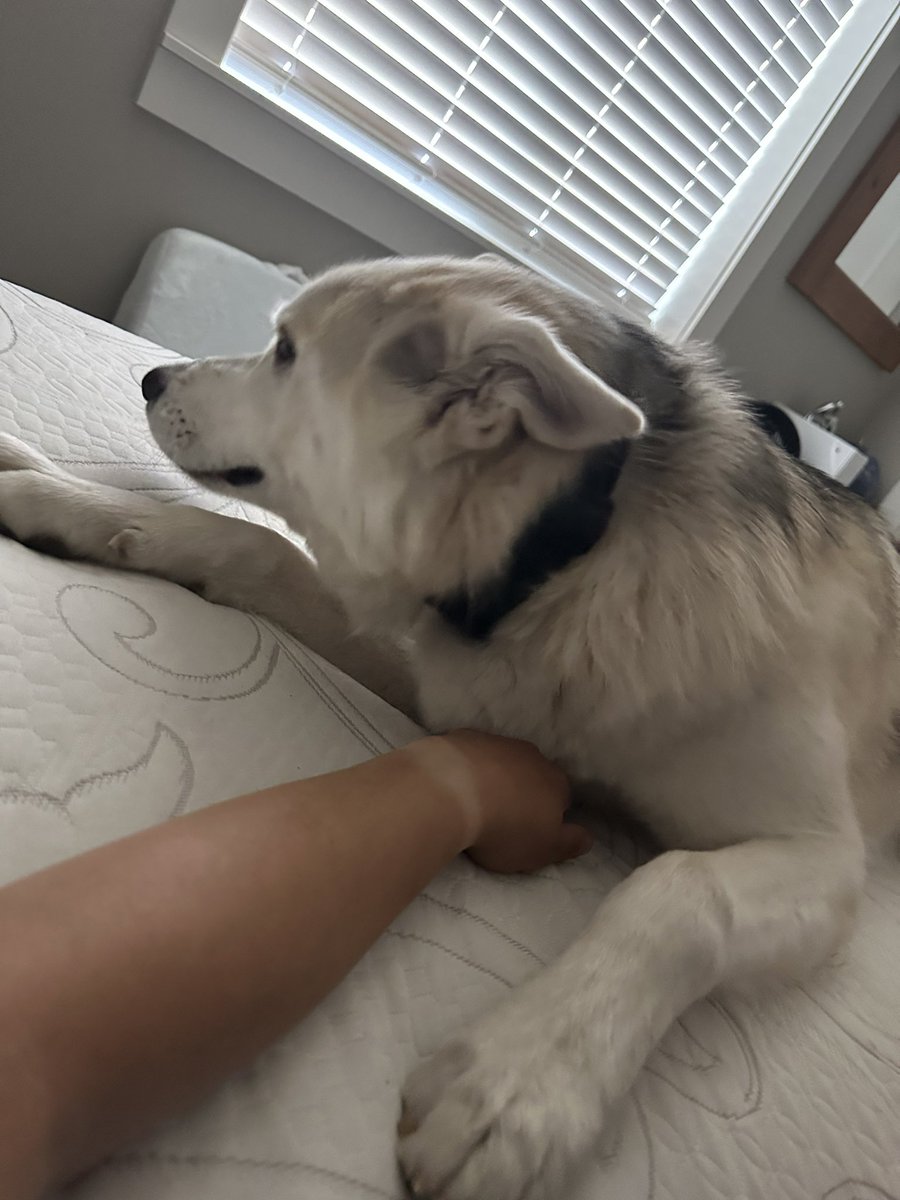 The dramas of me moving my hand while snuggling with my friends dog is real. Between this floof, the one with the ears and the hydrangea …. Idk who’s more dramatic. And I love them.
