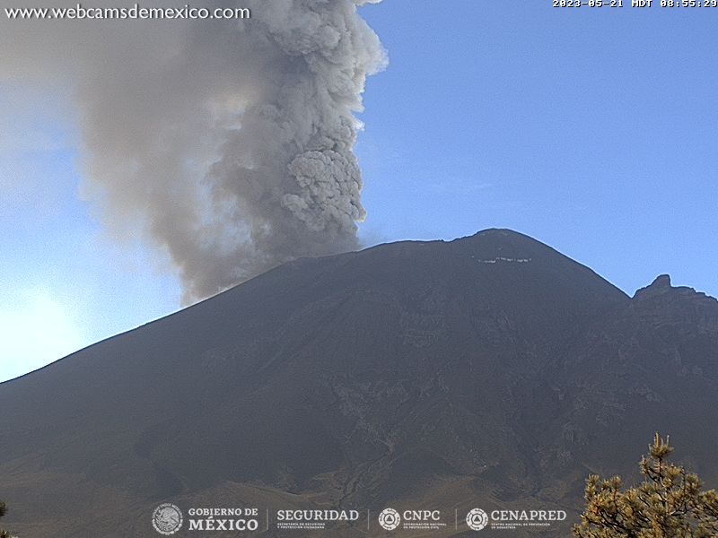 SkyAlertMx's tweet photo. Actualización #Popocatépetl 8:55 h.

Continúa la erupción. Abundante caída de ceniza en Cholula y Puebla además de municipios aledaños: también se ha reportado en Tlaxcala. De acuerdo al pronóstico de dispersión (VAAC-NOAA) podría llegar hasta Veracruz.

MUY IMPORTANTE: 
🧹barre la ceniza 
😿Resguarda a tus mascotas al interior.