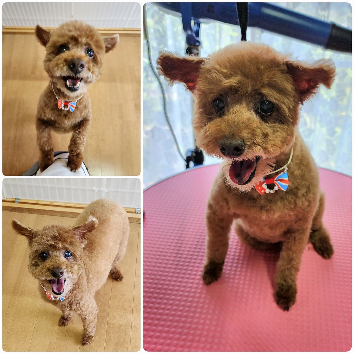 #trimming 
#ピンシャー
#プードル
#チワワ
#ダックス
#チワックス
#ポメラニアン
#ペキニーズ
#シュナウザー
#Mixdog 
#lovedogs