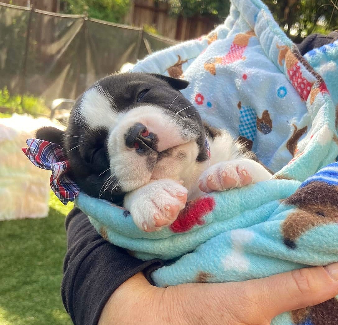 'When the puppy licked my hand, we all knew he was the one for us'— J. Wesley Porter
 The many #tinybutmighty like this cutie apPAWciate your supPAWt. ItsieBitsieRescue.org 
#savinglives #puppyseason #fosters2022 #quotes  #gratitude