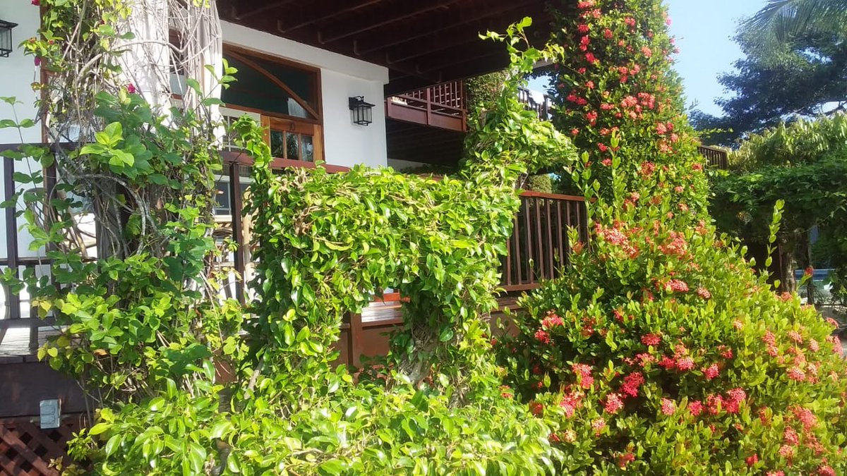 Sunday Bliss! Embrace the captivating beauty of this glorious day at Chabil Mar, where serenity and breathtaking views unite for an unforgettable experience. 🌞🌴 #ChabilMar #BeautifulSunday #Belize