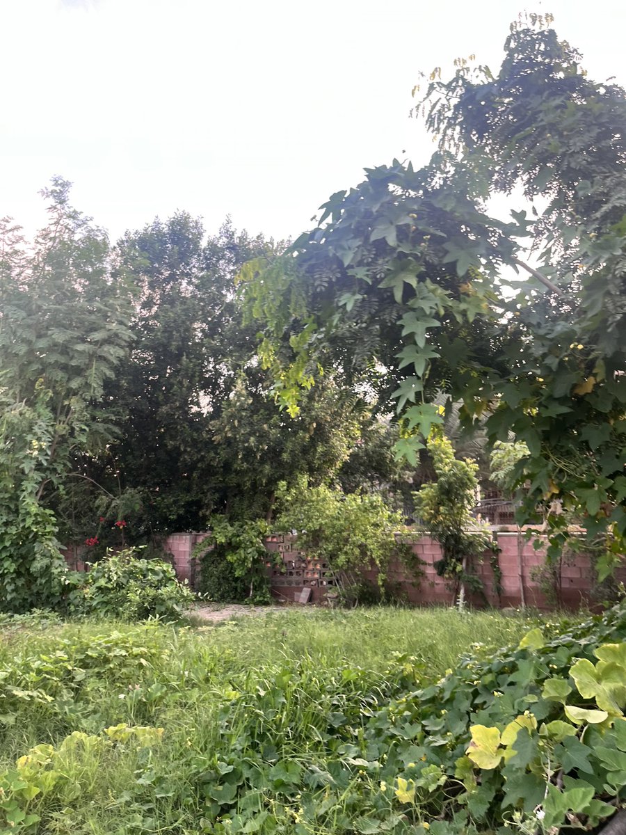 sherryrehman's tweet photo. Recycled water lake, sustainable miyawaki forests, succulent local berries, dense foliage, new green ecosystems in the heart of the city. Urban forest, Karachi is a real success story that must be supported. Kudos to Shehzad Qureshi for this labour of love. Tomorrow it will be handed over to KMC @Taimurtalpur11 Sindh Forestry