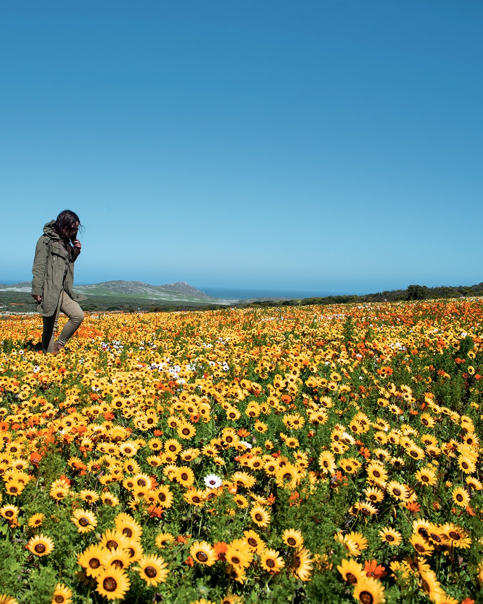 southafricauk's tweet image. South Africa has a tremendous diversity of landscape, climate, flora and fauna. 😍🌍 Take a look at the extraordinary variety you can see on your next visit in this series of epic shots.

Where&apos;s next on your South Africa bucket list?