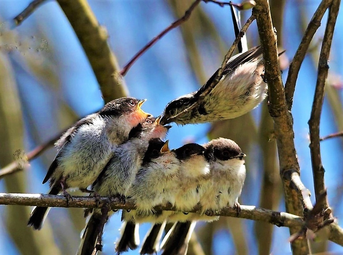 Tweet media one