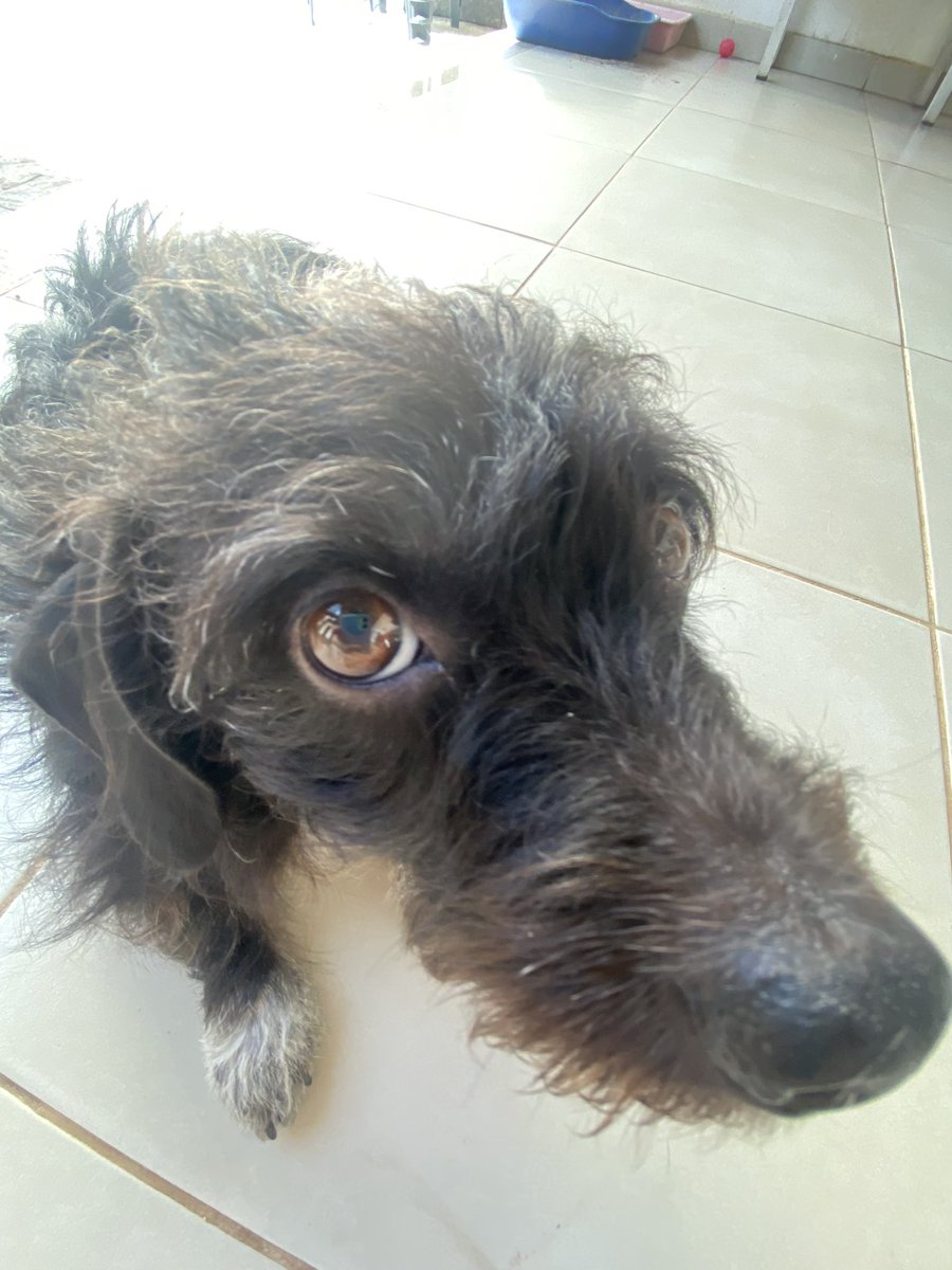 maritravas's tweet photo. LJJJIKKLLLKKKKKKKK minha cachorra é judiada coitada, aí resolvi tirar umas fotos na 0,5x 

parece uma ratazana selvagem https://t.co/W7CoDJ30jh