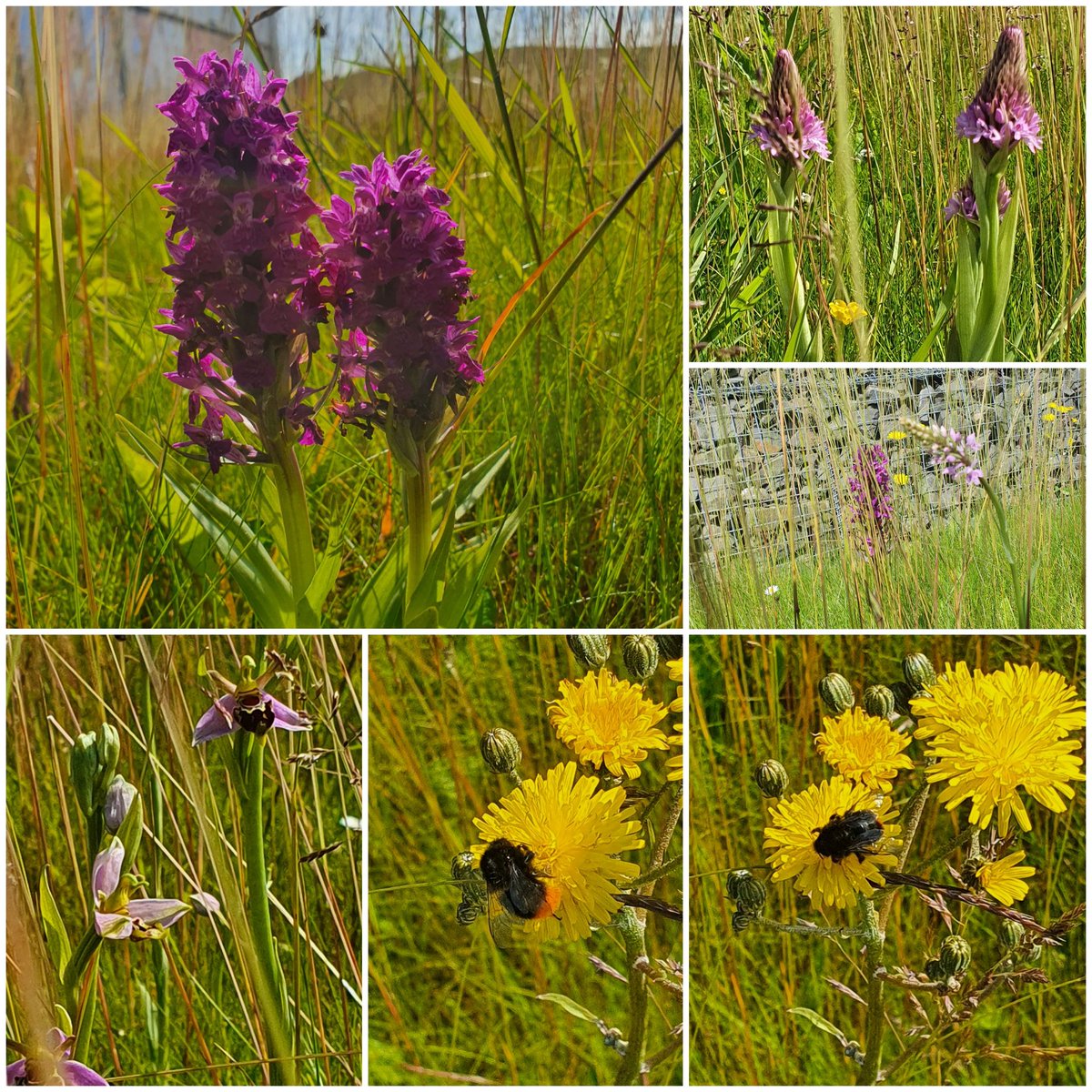 Our Team will be at Dalton Park Shopping Outlet 11am to 2pm 22nd May as we re-open the gates at the #PollinatorParks Garden next to M&amp;S. Pop in to see us and find out about the #wildflowers #orchids and  #pollinators we have onsite. 
Might see you there. 🌏🐝🌿🌼🌻🐦🦋🐞🌸⚘️🌷
