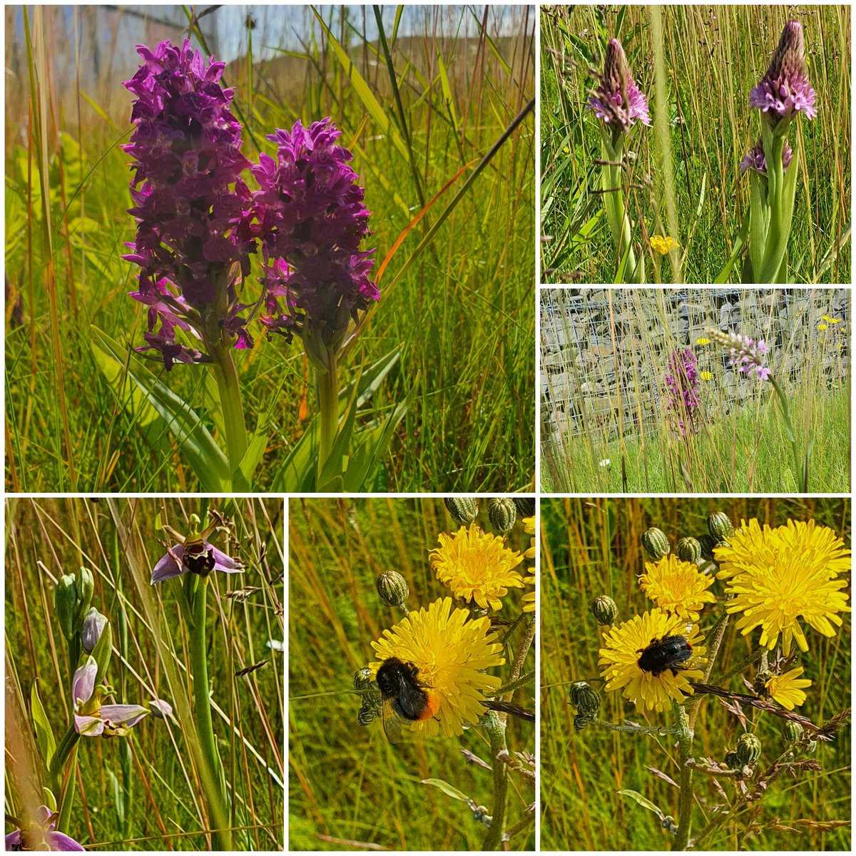 Our Team will be at Dalton Park Shopping Outlet 11am to 2pm 22nd May as we re-open the gates at the #PollinatorParks Garden next to M&S. Pop in to see us and find out about the #wildflowers #orchids and #pollinators we have onsite. Might see you there. 🌏🐝🌿🌼🌻🐦🦋🐞🌸⚘️🌷