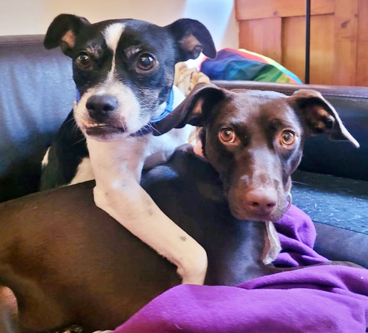 SosAbuelos1's tweet photo. #GRANADA
Bueno pues "Houston, tenemos un problema..." 😕

Estas dos pequeñinas son; #PALOMA (marrón) de 8 añitos & #MORA (blanca/negra) de 4.

Fueron muy felices hasta que su papá, mayor y enfermo ingresaba en el hospital... y roto, llorando como un niño nos las entregó para que les buscásemos un nuevo hogar.

Las hemos publicado pero nada! Por lo visto no son lo suficientemente "atractivas" como para ser adoptadas...

Su acogida (por un serio problema) ya no puede tenerlas y sinceramente NO hay dinero para una residencia.

Ahora que alguien nos ilumine y nos diga ¿Qué hacemos con ellas??. 😔

Pueden viajar.
WhatsApp; 666754971 Ana // 676708442 María