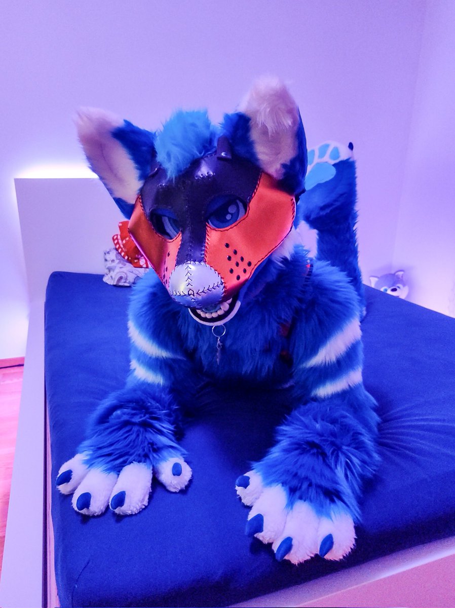MarMarHusky's tweet photo. Am I a dog^2 now? 😳

Amazing hood by @_Linklex_ !
📸: @BropixWuff https://t.co/PnEFgSOsS6