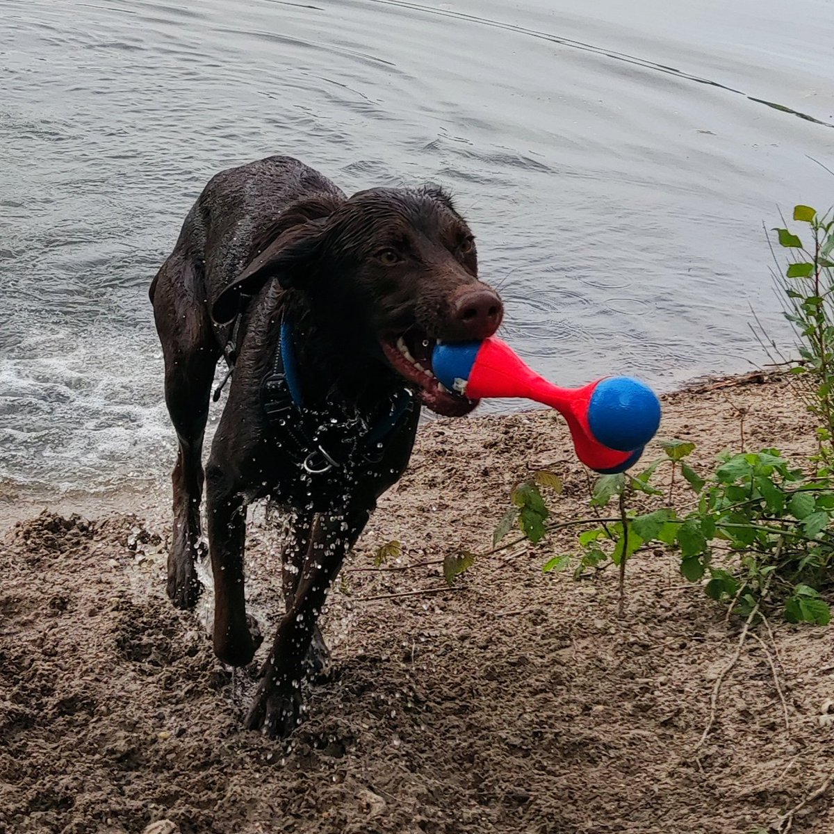 InspektorLuke's tweet image. Mir ist sooo warm, aber Herrchen und Frauchen hatten eine tolle Idee zur Abkühlung 👍