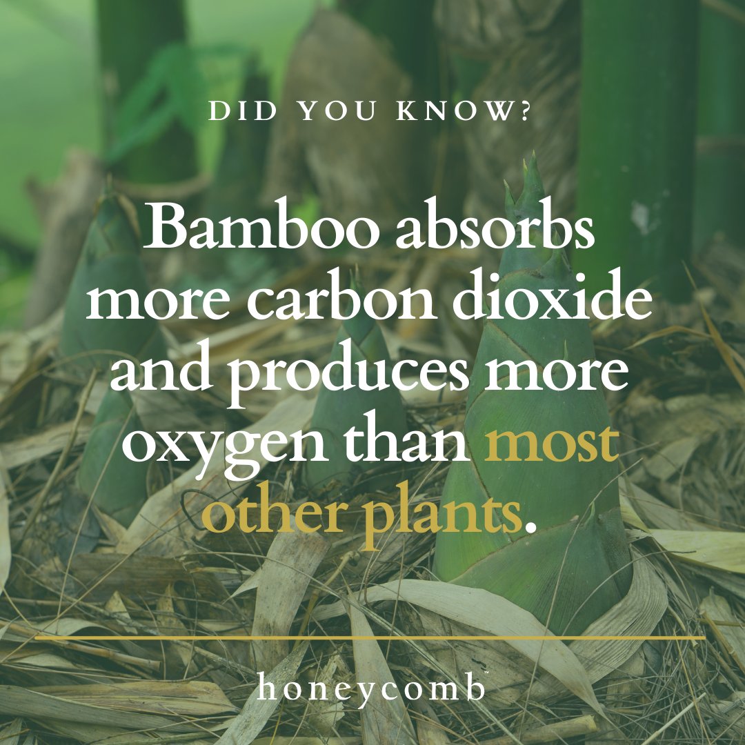 Let's talk about bamboo, baby! Who knew toilet paper could be so environmentally friendly? Bamboo, the star ingredient in our toilet tissue, is a total carbon dioxide magnet and oxygen producer. It's like having a little jungle in your bathroom! #businesswoman #hardworkingw