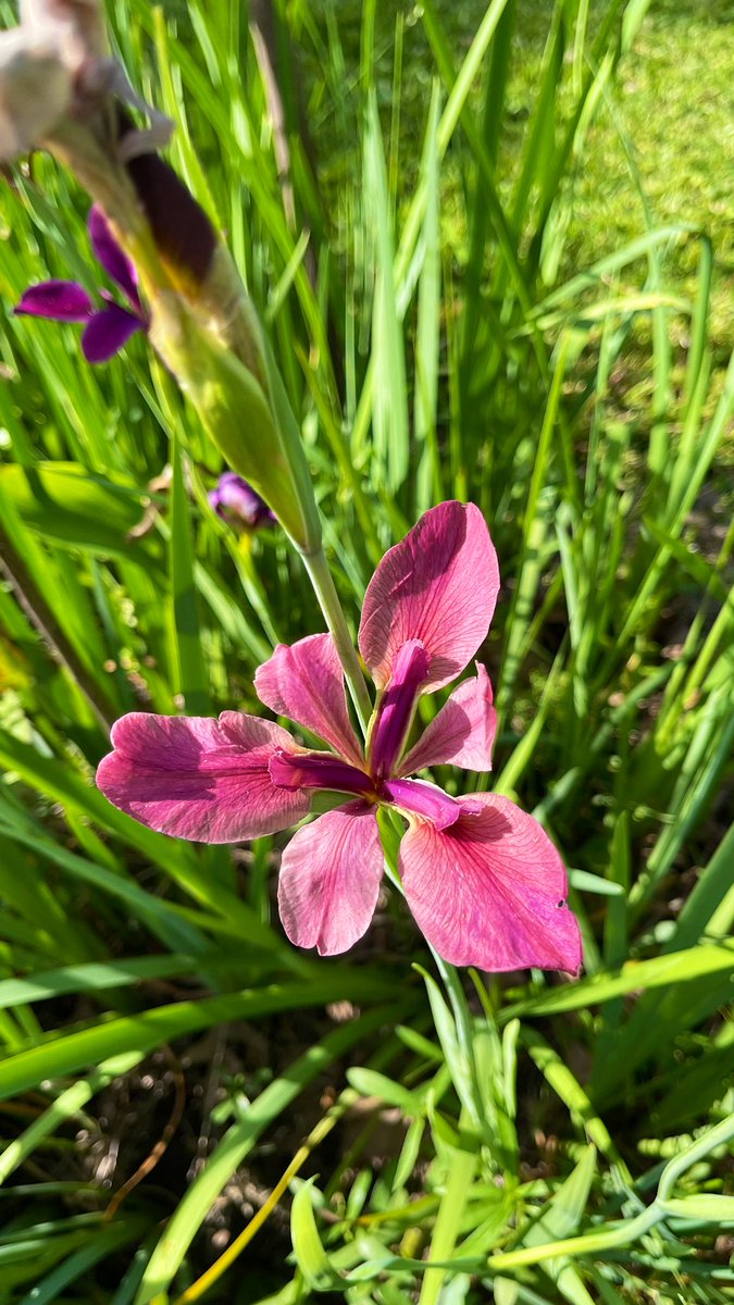 Alecia | Leisure Lambie tweet media