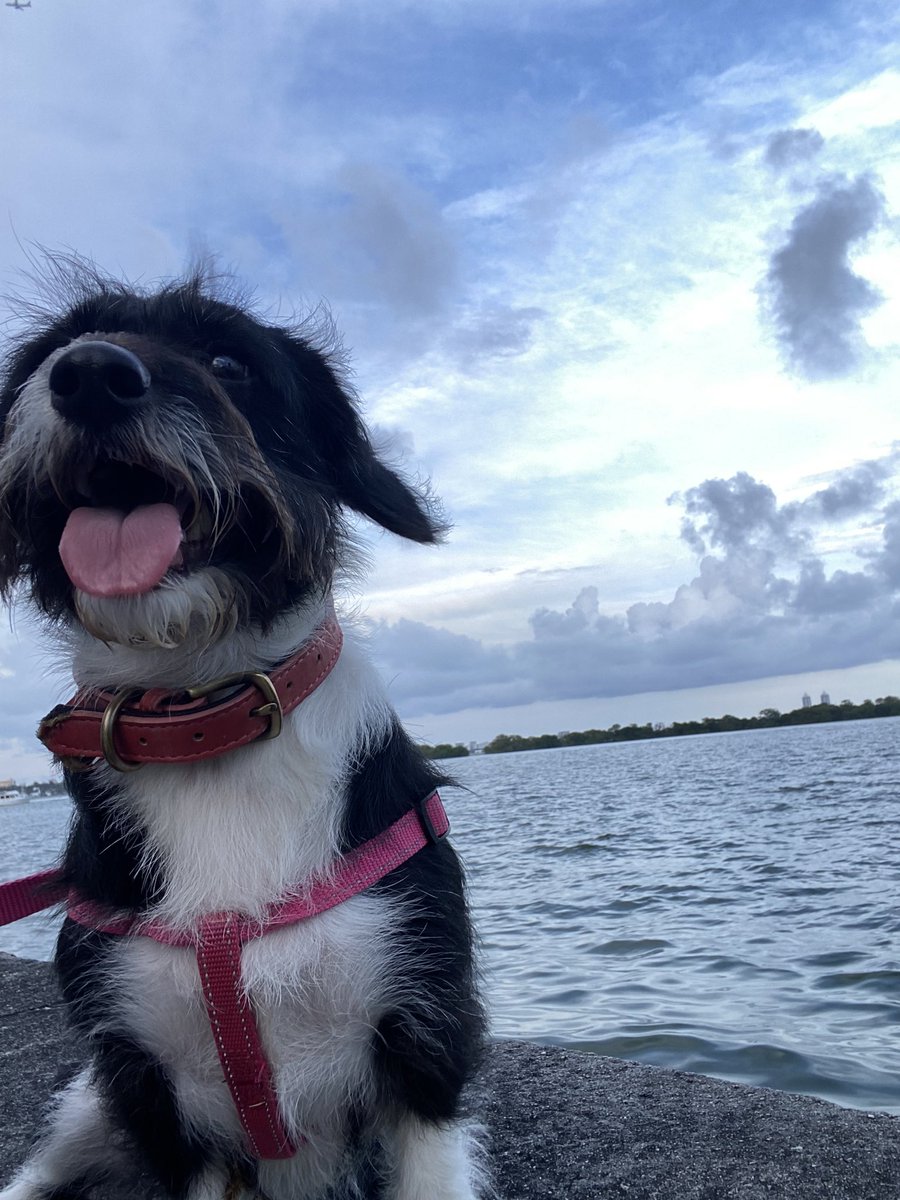 ajwbx3's tweet photo. Look at my little girl enjoying the ocean 🥹❤️ https://t.co/7AwqcyZ8gq