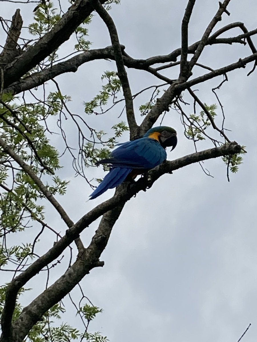 Well that’s unexpected. Anyone lost a macaw near Wreay near Pooleybridge?