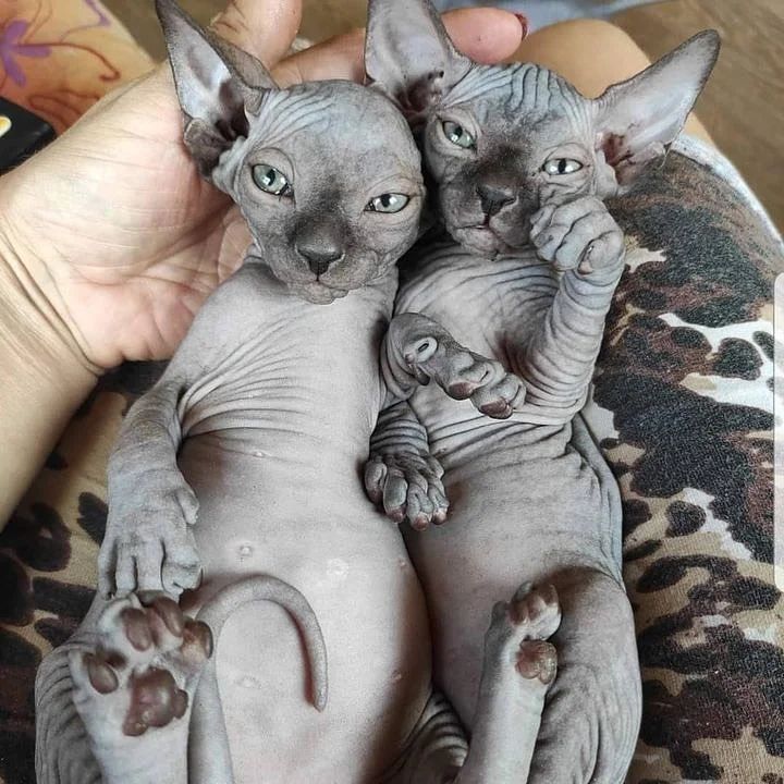 Best friends are hot cats 😍😘🤩😁 
Tag someone who needs to see this💙

#sphynxloversoftwitter #sphynx_of_twitter #ilovemysphynx #sphynxtwit #sphynxlair #sphynxaddict #sphynxcattery #sphynx_cat_lovers #sphynxlovers #hairlesscats #sphynxmoments #sphynxoftheday #sphynx