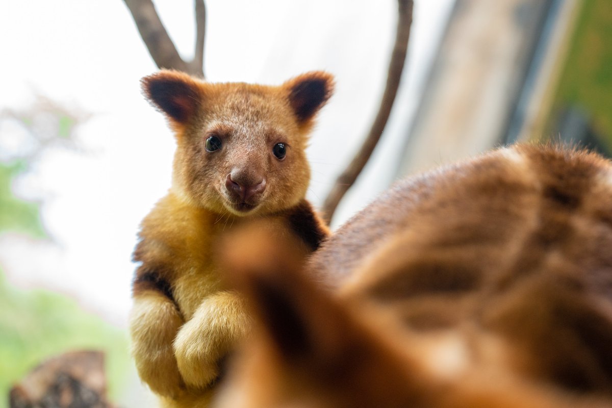 It's #WorldTreeKangarooDay, and look who's popped out of mum's pouch 🙌