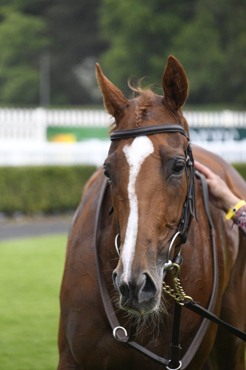 PCequinephoto's tweet photo. Unless trained by @Ballydoyle is a winner at Naas 21/5/23 https://t.co/JA4lTkNAHk