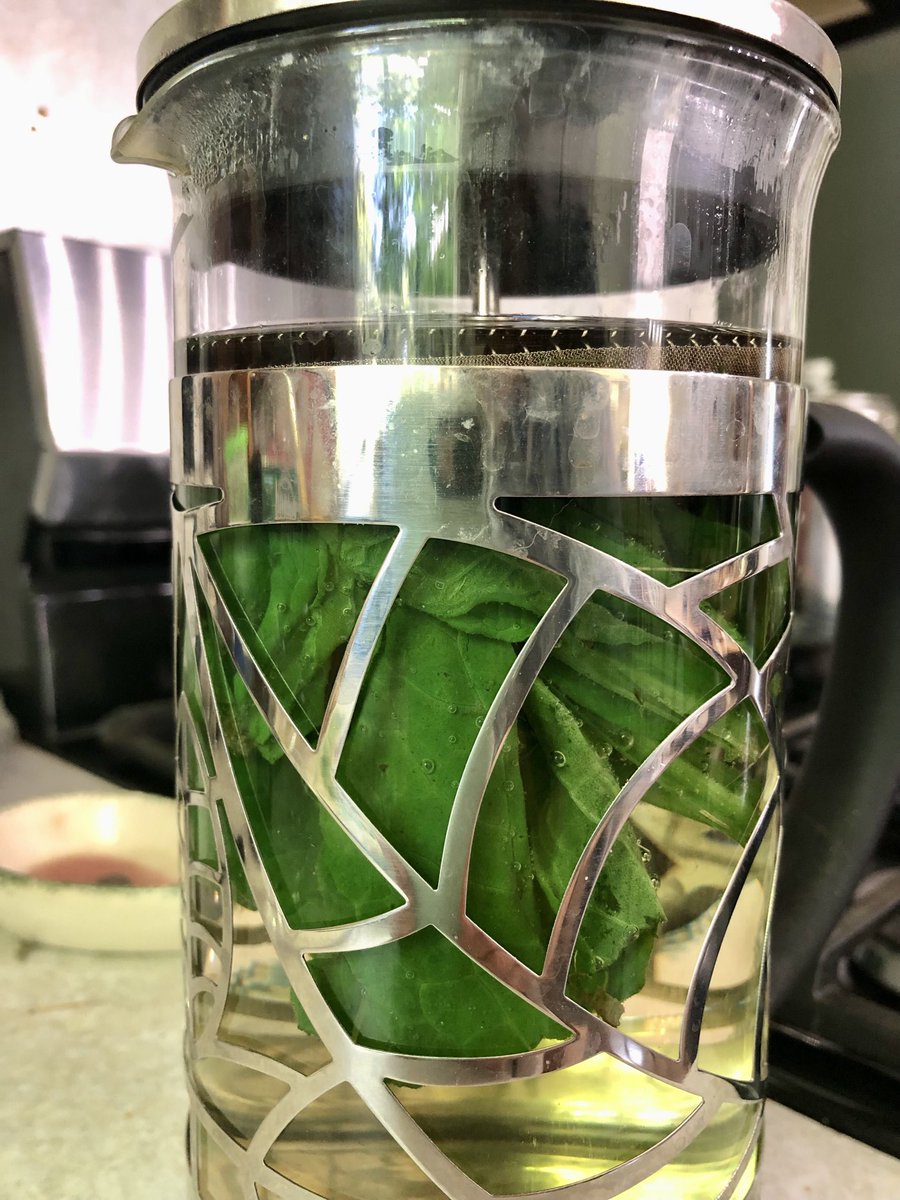 Brewing up comfrey tea which will become ice cubes to use on rashes and bug bites 🌱#plantsheal #herbalism
