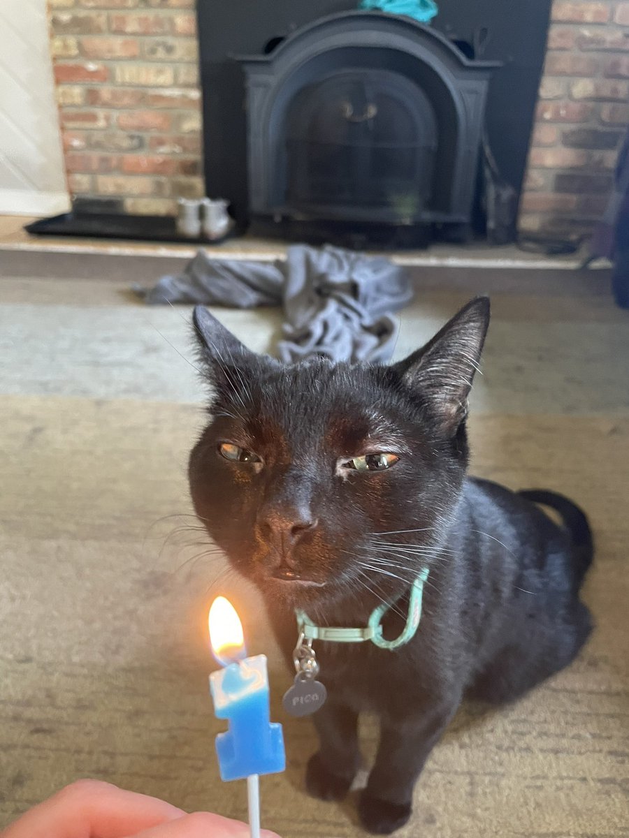 Not_Yur_Destiny's tweet photo. Pico finally got to partake in the cat birthday candle tradition! https://t.co/WaLaFhteci