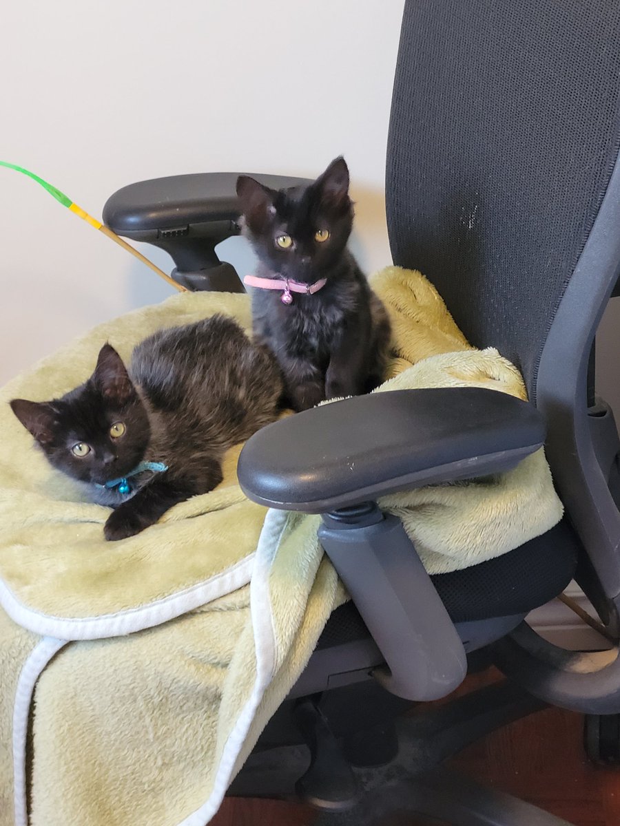 caffeinatedcatz's tweet photo. My heart grows fuller for these two day by day. #kittens #linaandollie #socute https://t.co/OTFgUwg4Ue
