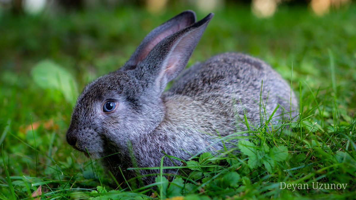 DeyanUzunov's tweet photo. A Gray Bunny with Enchanting Blue Eyes
Embrace the ethereal beauty of this gray bunny, graced with mesmerizing blue eyes, as it sits gracefully amidst the vibrant green grass.
#GrayBunny #BlueEyes #SereneSerenity #VibrantGreenGrass #Nature #TranquilMoments https://t.co/n51Pe66BVp