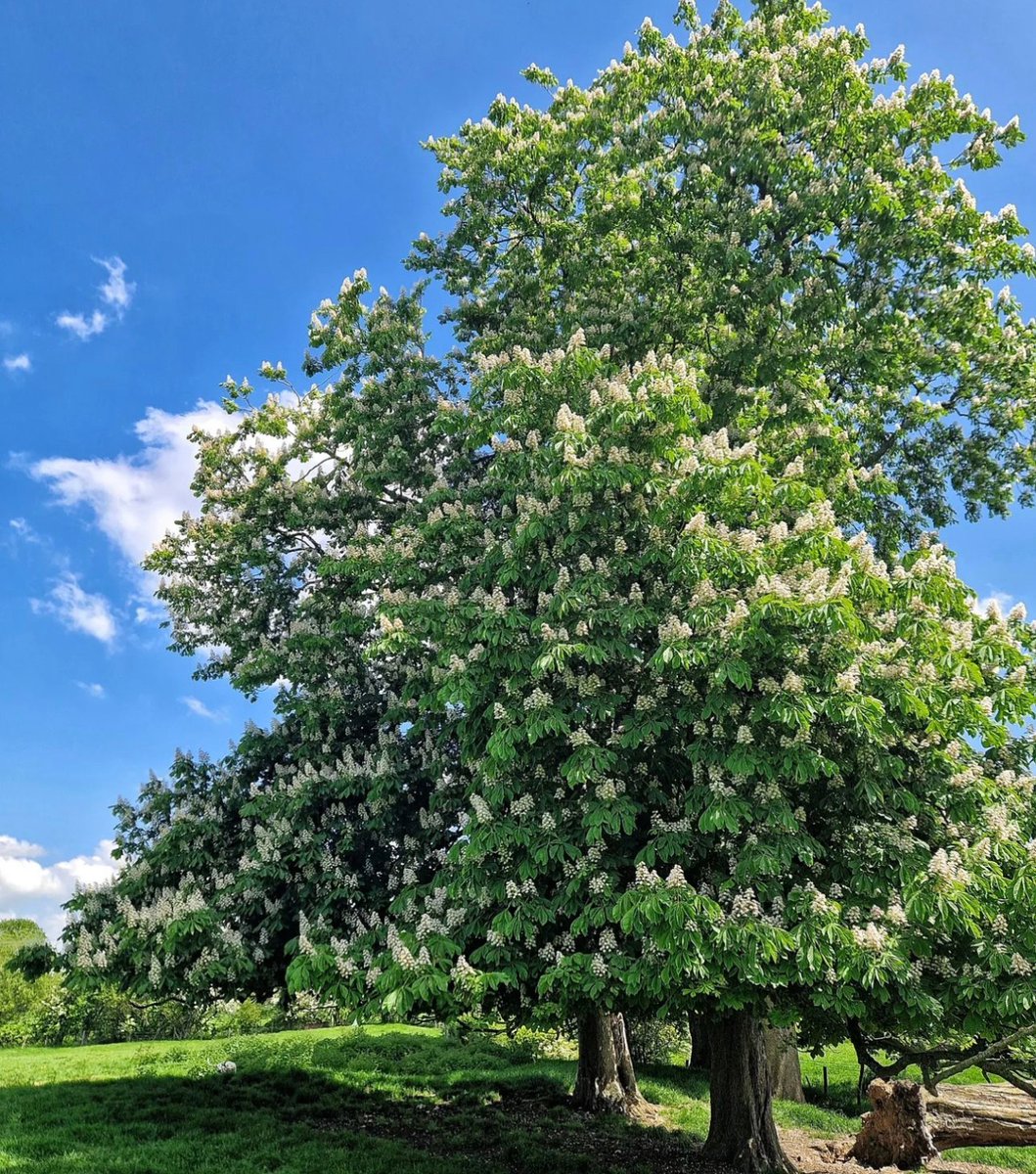 DiabetesUKMidsE's tweet photo. #WeekendViews across the Midlands and East of England - #Cambridgeshire and #Northamptonshire ☀️🛶🌳🌸

🧡 SHARE your weekend pictures with us and we will  post it on our page! 

📷 @bradleyfg1 &amp; @millyfyfe https://t.co/UTmuNDfavH