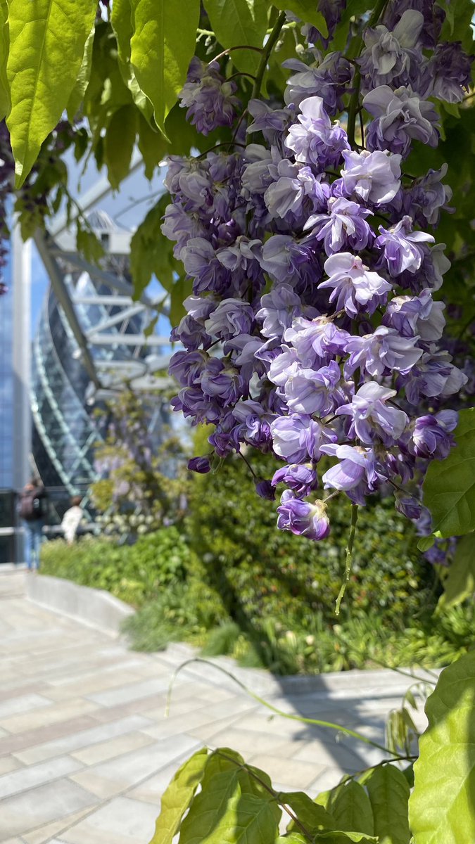 RPOQuinlog's tweet photo. 📍The Garden at 120 Amazing view of the city and a great alternative to SkyGarden #hysteriawisteria #wisteria https://t.co/tiEquVEnjz