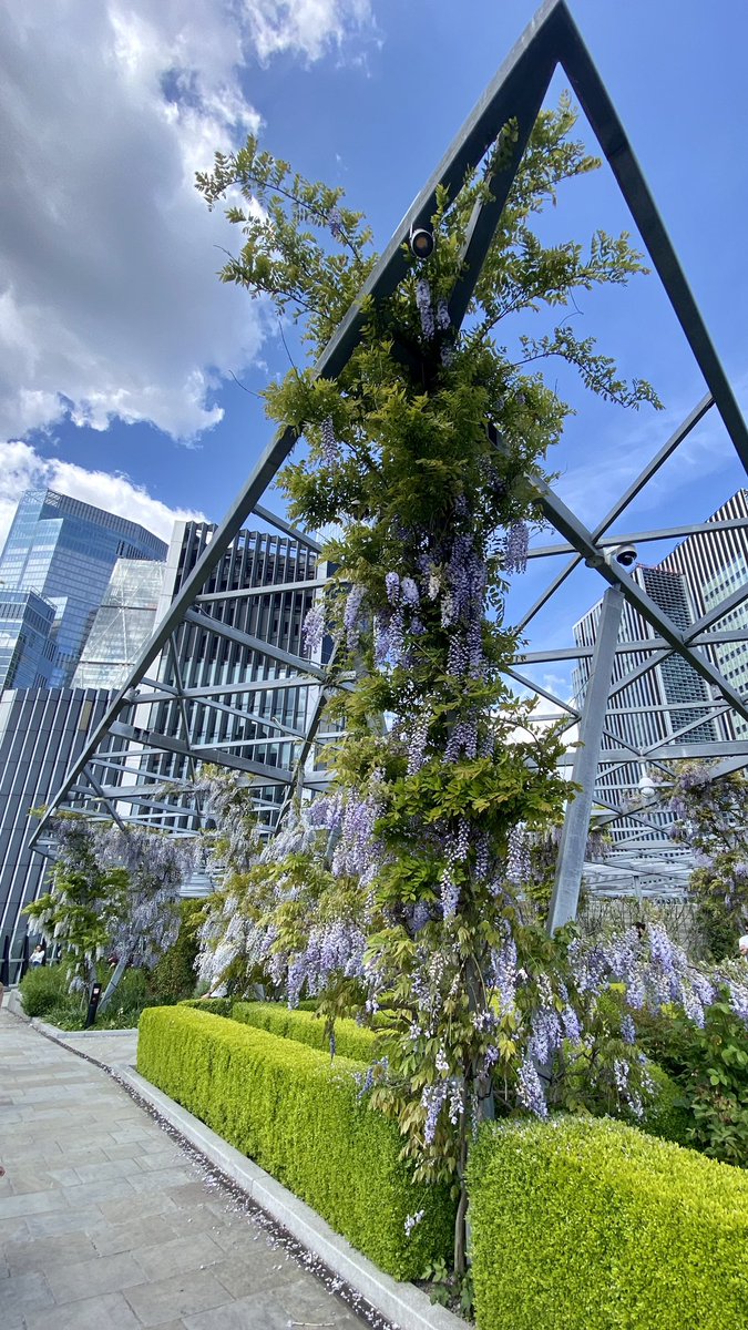 RPOQuinlog's tweet photo. 📍The Garden at 120 Amazing view of the city and a great alternative to SkyGarden #hysteriawisteria #wisteria https://t.co/tiEquVEnjz