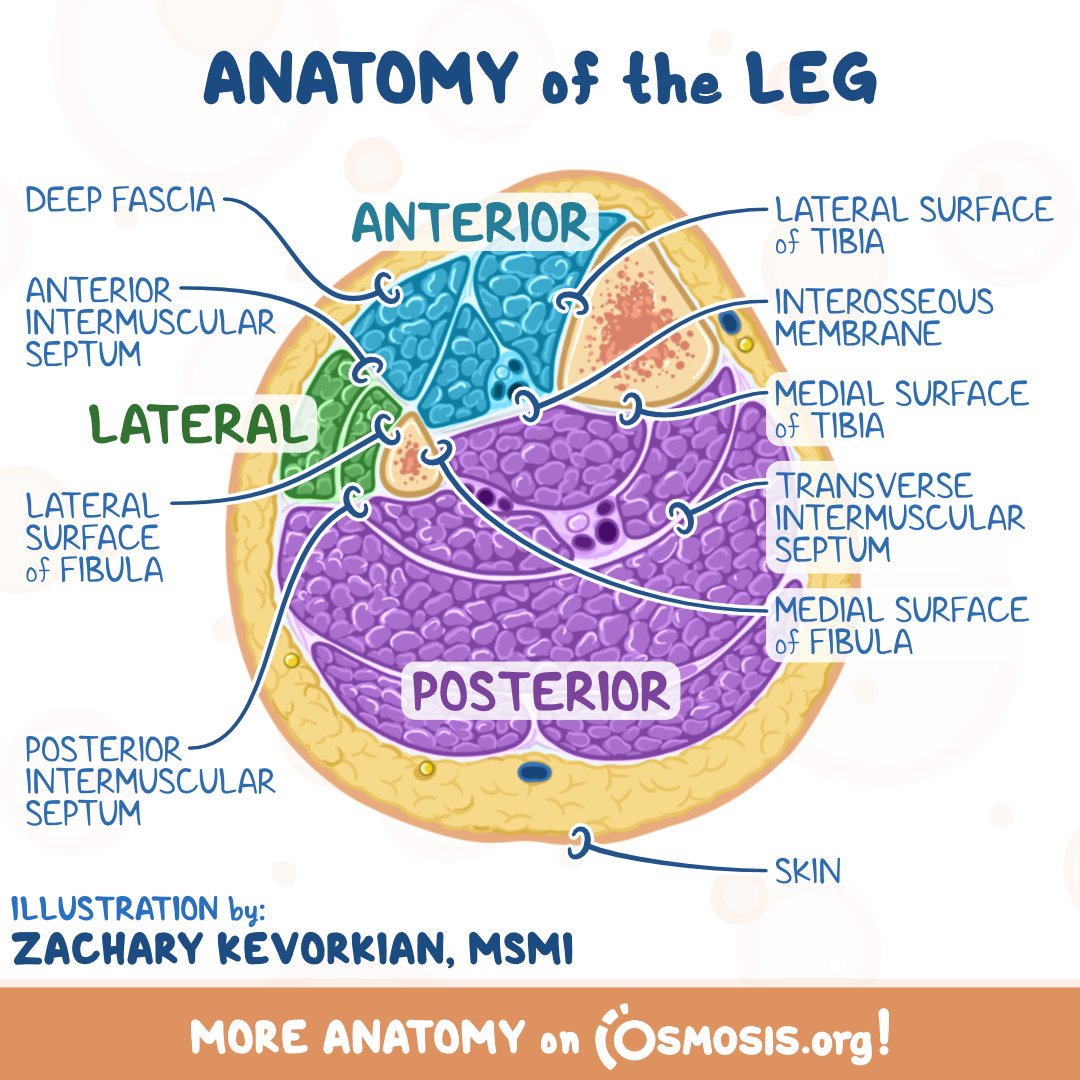 OsmosisMed: Just because it's Sunday doesn't mean you should skip leg day... today's Anatomy Feature is all about the leg!

Learn more about leg anatomy on Osmosis: osms.it/anat-feat-leg-…