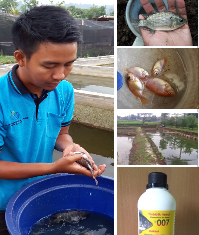 Hendar_K07's tweet photo. Kegiatan pembenihan ikan nila di Tunas Mina Lestari Kabupaten Bandung #p2mkp #tunasminalestari #benihikannila #nilabandung #benihnilabandung #bibitikannilabandung https://t.co/KjTwvxCJaO
