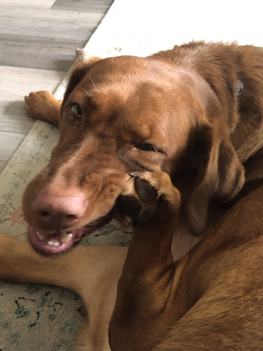 Rubydoobydog's tweet image. Jus hab a lil taste of mine foot. Not cheezy like momma’s 🤔