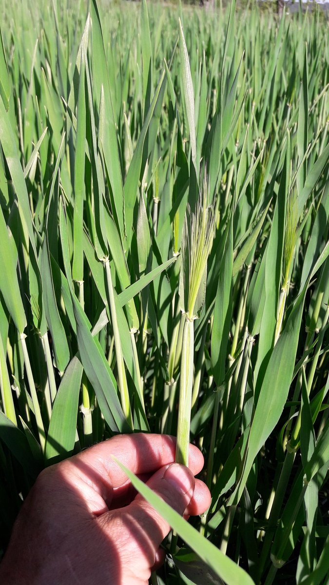 Winterbarley are going forward.
#notill #conservationag