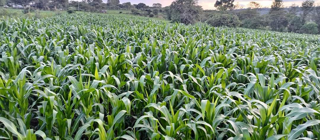 Maize is growing fast 🙏👌