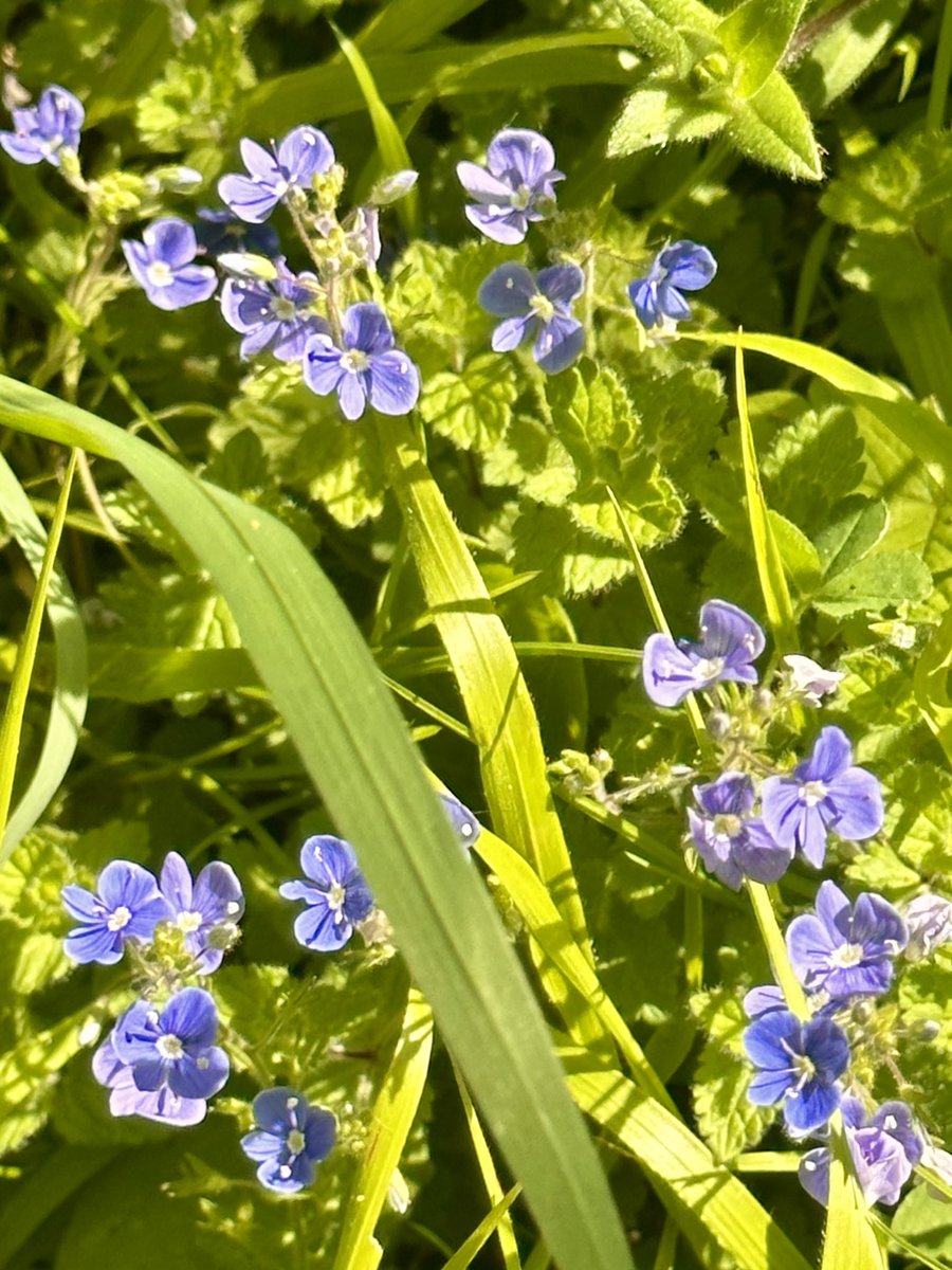 Spring, warm weather and clear skies today #flowers #smallflowers #wildflowers #SundayWalk