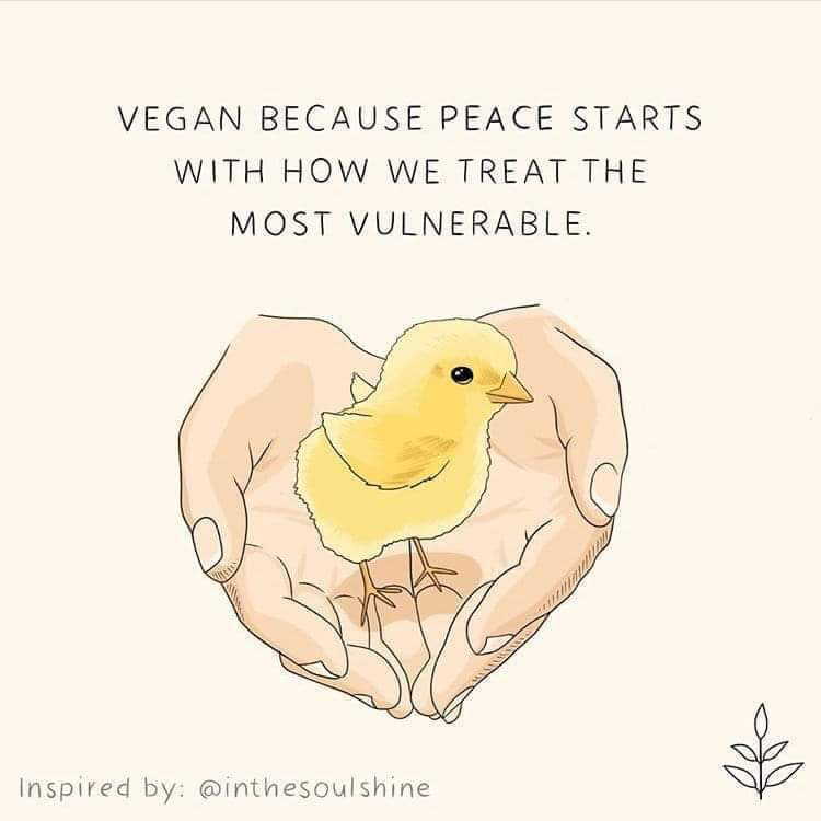 gruntvegan (@gruntvegan) on Twitter photo #veganism = #peace
A world where we do not brutally exploit other animals, for food, clothing, ego, profit and far too many more, will be a peaceful world.
We are all animals after all.
#AnimalRights #HumanRights
Illustration: <a href="/livekindlyco/">LIVEKINDLY</a> #veganism = #peace
A world where we do not brutally exploit other animals, for food, clothing, ego, profit and far too many more, will be a peaceful world.
We are all animals after all.
#AnimalRights #HumanRights
Illustration: <a href="/livekindlyco/">LIVEKINDLY</a>