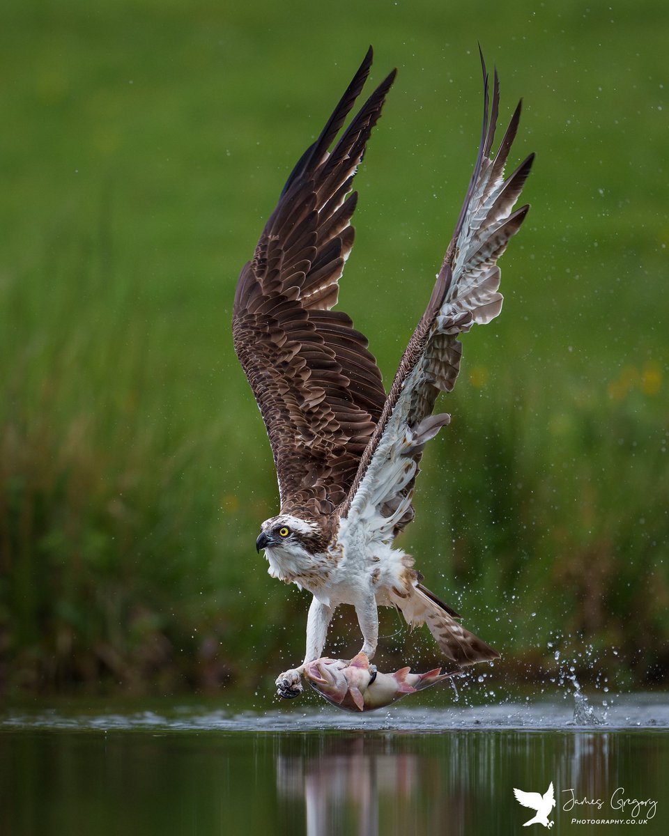 #Osprey fishing in Aviemore Scotland

#raptors
#birdsofprey
#scottishwildlife #TwitterNatureCommunity