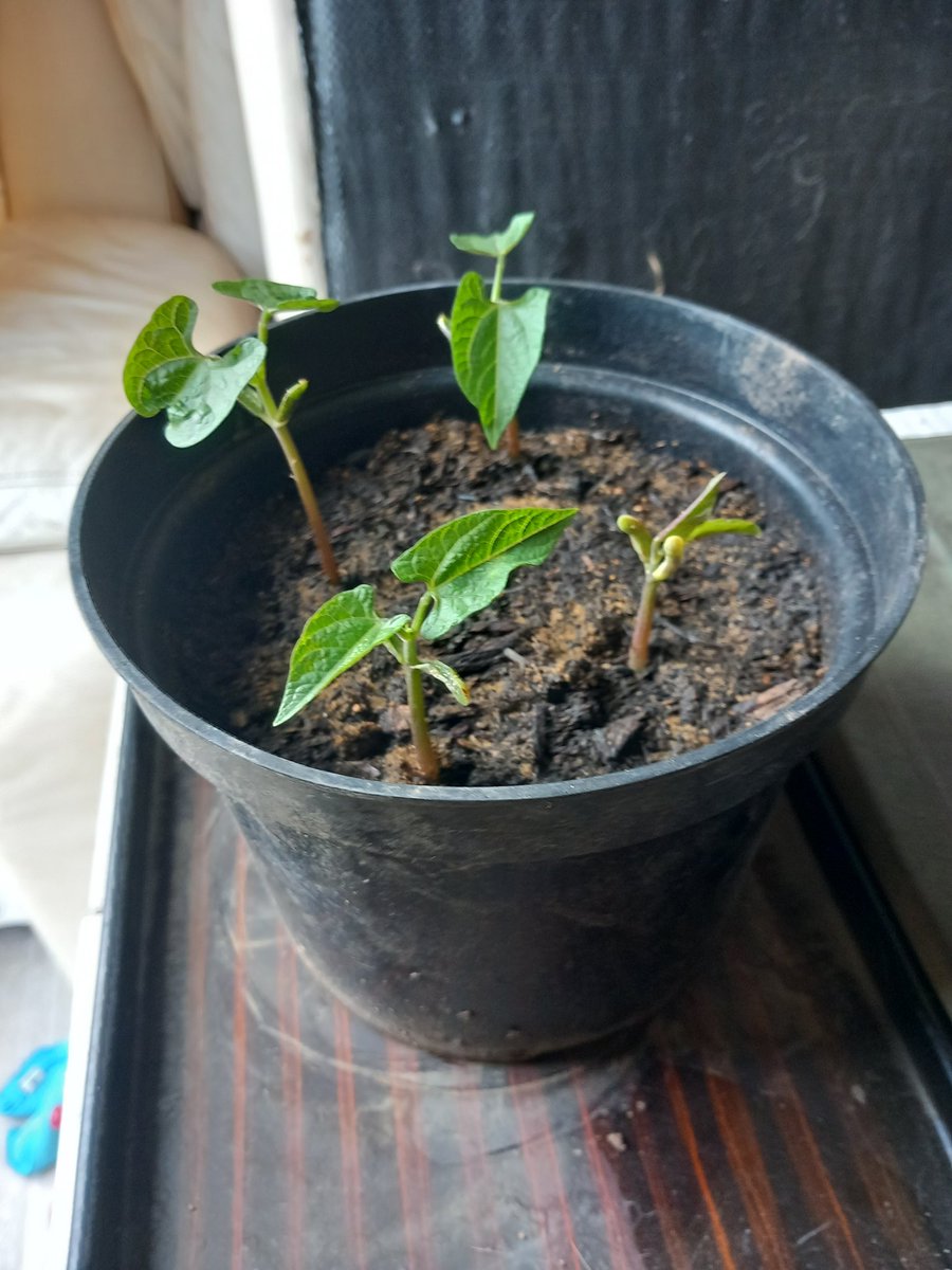 BionicBirdAnna's tweet photo. #GardeningTwitter
#StupidlyExcited!
#BeanUpdate
They're so lovely! 🫘😍 https://t.co/YKWDC2CSOo