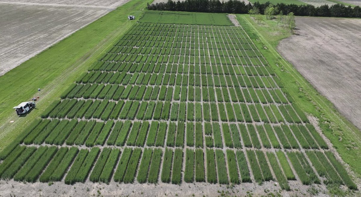 KSUWheat's tweet photo. Great look at one of our 10+ #wheat research locations, credit to MS student Jorge Soler! The missing 1 m row from each plot was biomass sampled at anthesis! @KansasWheat @KStateAgron https://t.co/c82KX0LOIm
