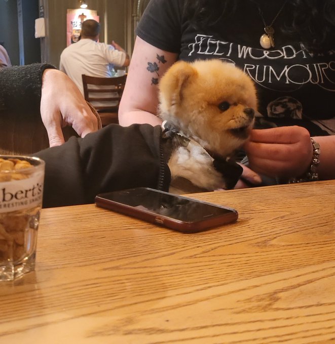 met some cute lil doggos recently https://t.co/RYU4waWpxy