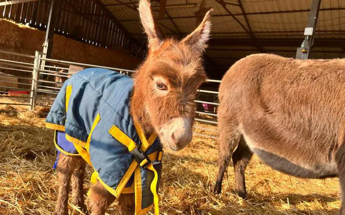EVERYONE! Please keep RT'ing to get stolen donkey foal, Moon, back to her grieving mum! She could be anywhere in UK or Ireland by now. Just one RT could make all the difference between finding her and not...
