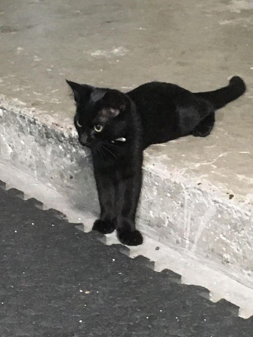 Why you should have a cat tweet media