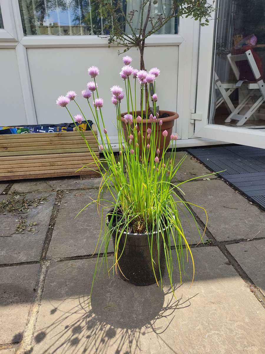 Had no idea chives did this.