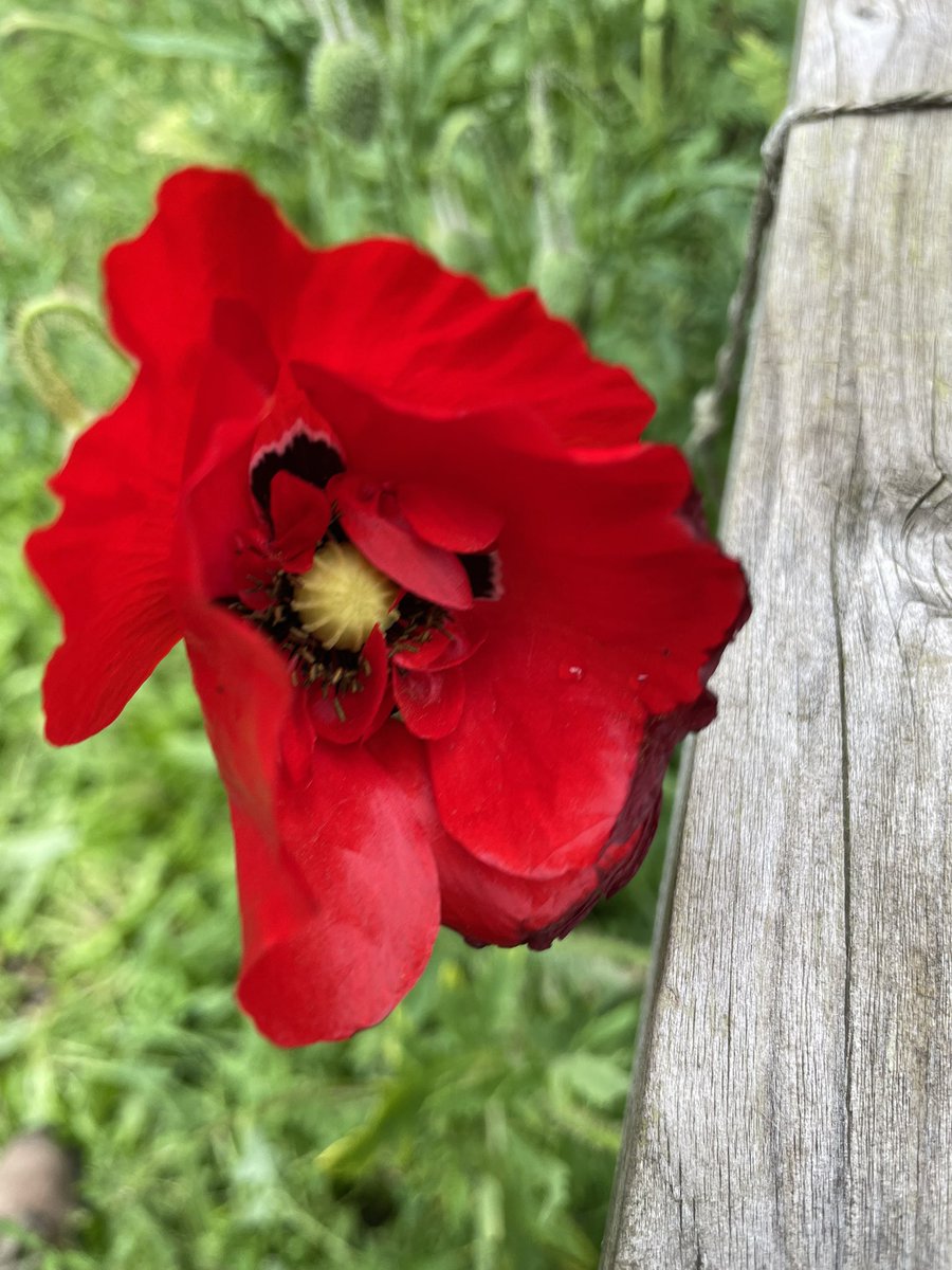 Everything is growing fast now in our garden. Come along Sundays 2-4pm to help out and pick some of our produce. #balham #streatham #stwss #gardening